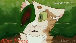 Коты воители мокрые кроссы
