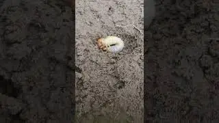 Личинка майского жука .