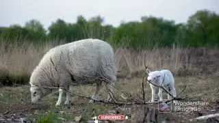 AMAZING ANIMALS VIDEOS |AWESOME WORLD365 