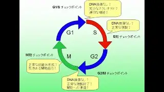 細胞周期チェックポイント