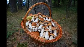 Porcini mushroom fields. Porcini mushroom picking in September 2020