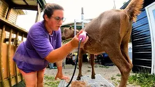 I Entered My Garbage Goat Into a Dairy Goat Show! | Dairy Goat VLOG