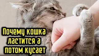 Почему кошка ластится, а потом кусает