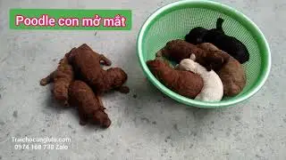 😉 1 rổ Cún #Poodle giá bao nhiêu??