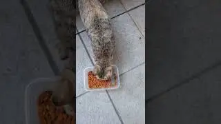 Ada apa di dalam bak meteran air? #cat #animals #kucing #kucinglucu #anakkucing #anakkucinglucu