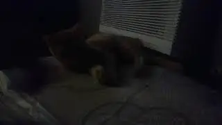 WildBabyKitten 2
