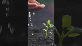 Cassava Planting Techniques #shorts #agriculture #themechicals