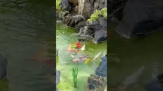 Happy Koi in Their New Home 