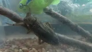giant water bug vs robot fish