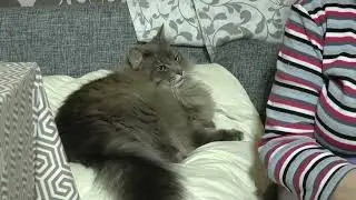 Бабушка и кот