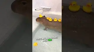 Capybara Bathes with Rubber Duckies 😭❤️