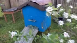 ПЧЁЛЫ . БЕНЗОКОСА.РЕЗУЛЬТАТ ПОКОСА ТРАВЫ ПОД УЛЬЯМИ .
