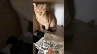 Cleaning the closet 