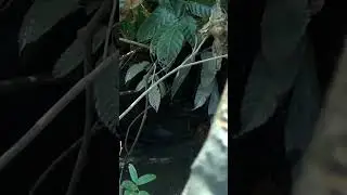 ikan babon tertangkap di saat spot hendak ditinggal