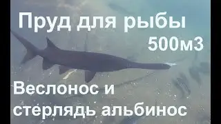 Пруд для рыбы. Веслонос и стерлядь альбинос