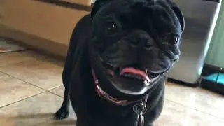 Pug breathing noises.