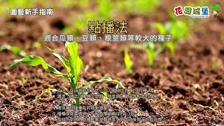 播種方法 撒播 點播 直播 穴盤育苗 幼苗呵護密技 育苗管理重點整理 新手育苗不踩坑 種子 蔬菜 花卉 瓜果  病蟲害 水份 光照管理 培養土 營養土 #花園城堡園藝資材倉庫 #食農教育 #種菜