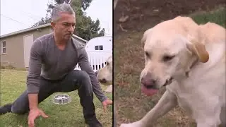 Dog whisperer MLG