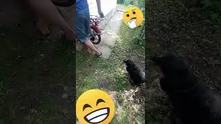 #Любопытный #пёс.🤔🤣