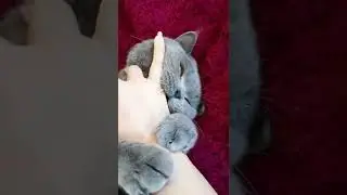 Naughty British Blue