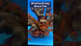 #FishFactFriday