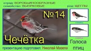 Чечетка. Голоса птиц