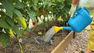 Правильный полив перца в жару.