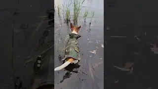 C такой собакой подсак не нужен!  