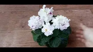 Фиалка АВ-Ваша Светлость.