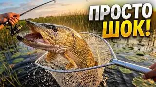 Рыбалка на хищника.Сорокошичи.2021 (без монтажа)