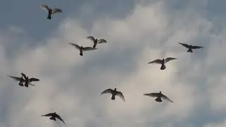 Тульские,  шпанцири на воле