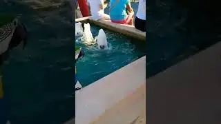 попугай танцует 