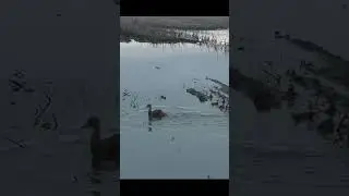 Охота на весеннего селезня из самодельного скрадка.