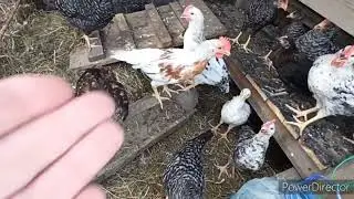 How I treat mastitis in goats ☺, I don't let my husband mow the grass 😉, Chickens are leaving the...