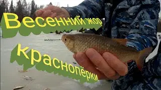 Бешенный клёв краснопёрки. Весенний жор.