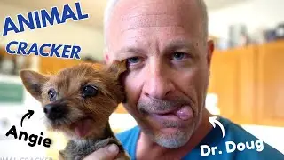 MINI-YORKIE with an ACHEY LITTLE BODY gets some RELIEF from the ANIMAL CRACKER!