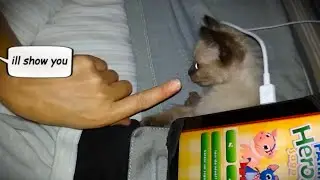 This CAT wont take NO for an answer