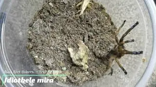 Tarantula Feeding No16