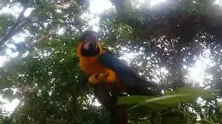 ARARA NA CASA DA ANGELA