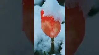 Жанға жайлы,әдемі кеш тілеймін-Баршаңызға!