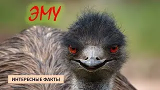 ЭМУ🐦/Птицы/Животные/Интересные факты