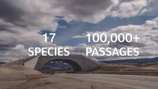 Reducing Wildlife-Vehicle Collisions Through Colorado Senate Bill 151