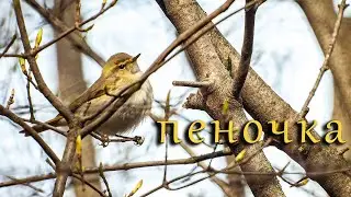 Пеночка / с шилом в одном месте / Phylloscopus collybita