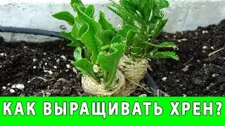 КАК ВЫРАЩИВАТЬ ХРЕН В ОГОРОДЕ
