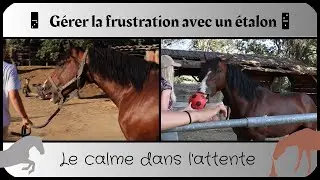 Cas d'un étalon 