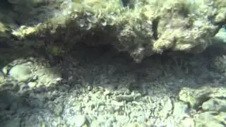 Red Sea coral reef, Egypt 9