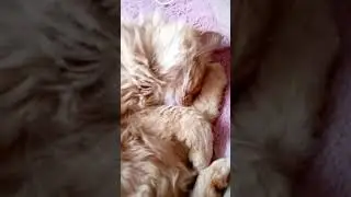 Красивый?