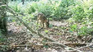Test footage. Maginon WK4 WIFI.