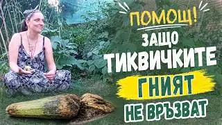 Причини за липса/гниене на тиквички, ,ялови' цветове, само мъжки цветове. Без химия и без паника 😻