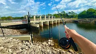 Using a Fly ROD at a SPILLWAY (Peacock Bass) 🔥